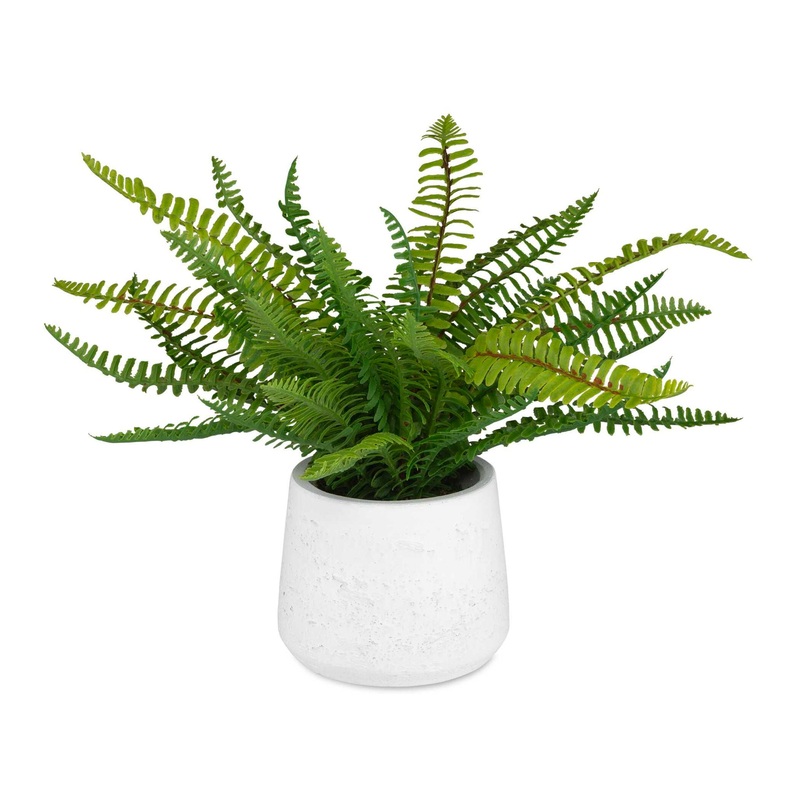 Boston Fern – In White Ceramic Pot – White