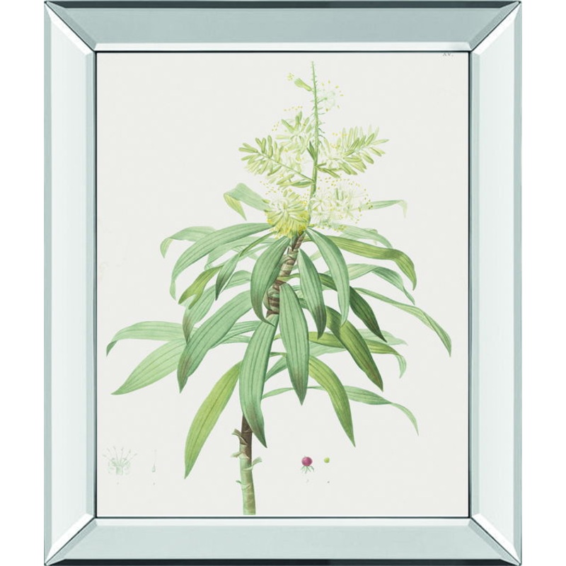 Dracaena Reflexa By Pierre Joseph Redoute – Mirror Framed Print Wall Art – White