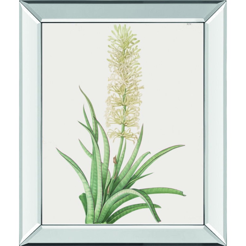 Sansevieria Zeylancia By Pierre Joseph Redoute – Mirror Framed Print Wall Art – White