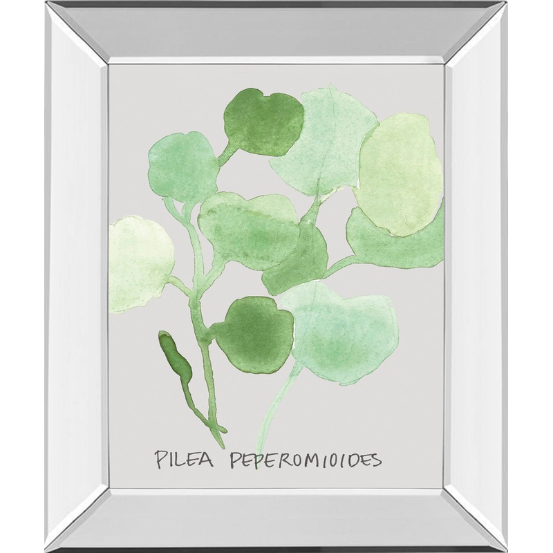 Pilea Peperomioides By Katrien Soeffers – Mirror Framed Print Wall Art – Green